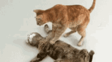 Cpr Cats GIF - Cpr Cats Cute GIFs