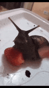 a snail is eating a slice of strawberry on a white tray
