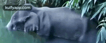 This Is Insane And Cruel.Gif GIF - This Is Insane And Cruel Riphumanity Elephantdeath GIFs