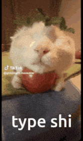 Type Shi Cat GIF - Type Shi Cat Cat On Apple GIFs