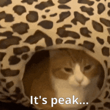 a cat in a leopard print bed with the words it 's peak written below it