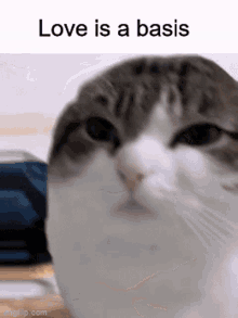 Wawa Cat Love Is A Basis GIF - Wawa Cat Love Is A Basis Love Is Embracement GIFs