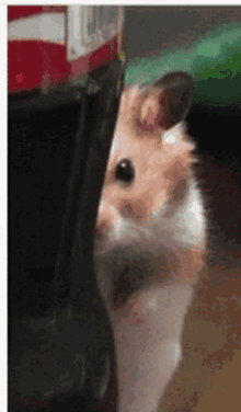 creepy hamster stare watching you cute