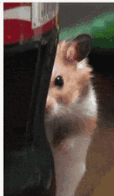 Creepy Hamster GIF - Creepy Hamster Stare GIFs