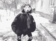 Husky Hussle Husky GIF - Husky Hussle Husky Dog GIFs