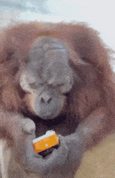 Monkey Juice GIF - Monkey Juice Juice Box GIFs