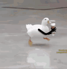 duck coffee duck hand duck coffee hand