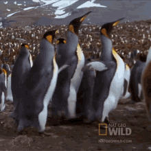 Were Outta Here National Geographic GIF - Were Outta Here National Geographic Penguin Parent Powers GIFs