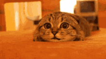 On The Look Out Cat GIF - On The Look Out Cat Hunt GIFs