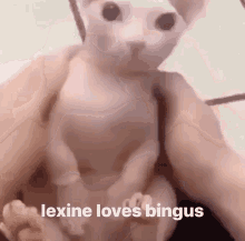 Lexine Bingus GIF - Lexine Bingus GIFs