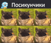 a collage of images of a dog with a blue face and the words posikunchiki