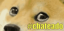 Lágrimas Cachorrotriste Chateado GIF - Tears Sad Dog Upset GIFs