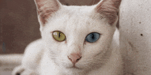 a white cat with blue and green eyes looks at the camera