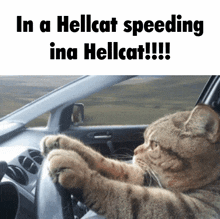 Weiland Cat GIF