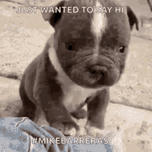 Just Wanted To Say Hi Cute GIF - Just Wanted To Say Hi Cute Puppy Eyes GIFs