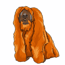 orangutan orangutan