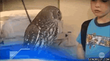 a boy in a blue shirt is talking to an owl in a cage .