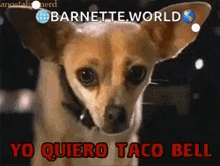 Yo Quiero Taco Bell GIF - Yo Quiero Taco Bell Dog GIFs