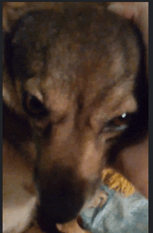 a close up of a dog 's face looking at something