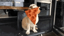 Dig Pizza GIF - Dig Pizza Happy GIFs