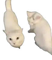 two white cats are looking at each other with a white background