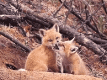 Fox Cubs GIF - Fox Cubs Babies GIFs