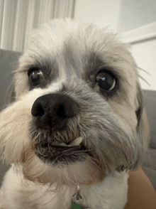 a close up of a dog 's nose with a green tag