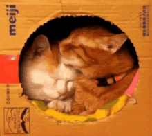 Cats Box GIF - Cats Box Sweet GIFs
