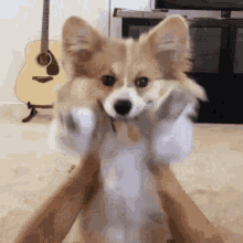 Cute Pet GIF - Cute Pet Dog GIFs