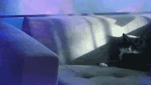 a cat is laying on a couch with a blue background