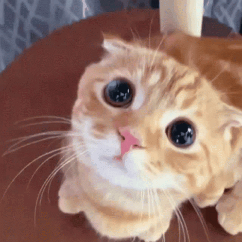 cute sad cat with tears