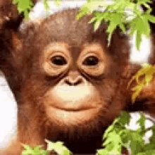 Baby Orangutan Cute GIF - Baby Orangutan Cute Kawaii GIFs