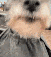 Looking Spiffy Dog GIF - Looking Spiffy Dog Dog GIFs