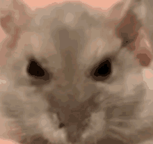 Pissed Hampster GIF - Pissed Hampster GIFs