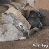 Sleeping Dog GIF - Sleeping Dog Rabbit GIFs