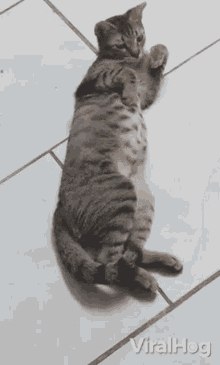 Cat Viralhog GIF - Cat Viralhog Cuddle GIFs