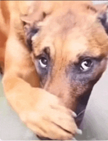 a close up of a dog covering its face with its paws .