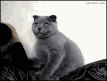 What Cat GIF - What Cat Wondering GIFs
