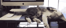 Kucing Tidur GIF - Sleep Kitty Nap GIFs