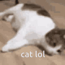 Cat Cat Laying Down GIF - Cat Cat Laying Down Sleep GIFs