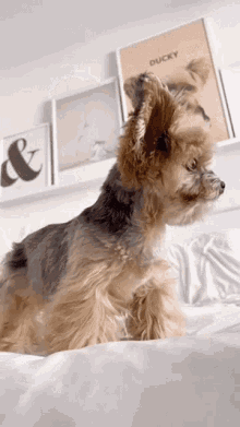 Confused Duckytheyorkie GIF - Confused Duckytheyorkie Ducky GIFs