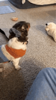 What Say GIF - What Say Aww GIFs