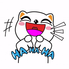 white cat haha lol so funny