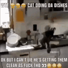 Wtf Cat Doing The Dish GIF - Wtf Cat Doing The Dish But I Cant Lie GIFs
