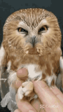Owl Hoot GIF - Owl Hoot GIFs