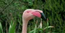 Flamingo Look GIF - Flamingo Look Hey GIFs