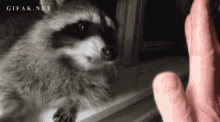 High Five Raccoons GIF - High Five Raccoons Funny Animals GIFs