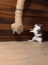 a cat is standing on its hind legs in front of a wooden wall while another cat stands on its hind legs .