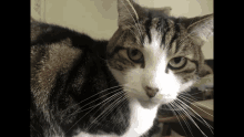 Rigged Cat GIF - Rigged Cat Skeptical GIFs