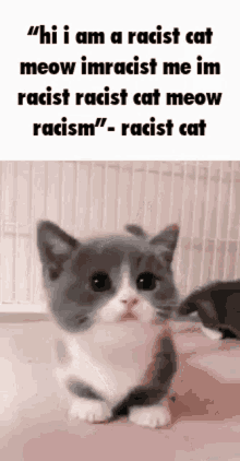 Cat Racist GIF - Cat Racist GIFs